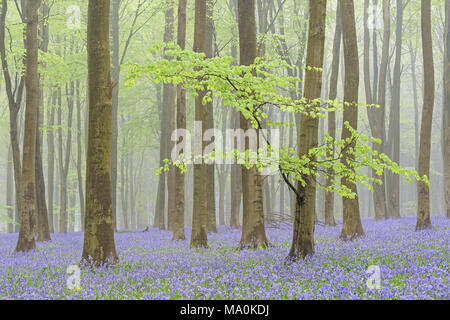 1 Maggio in una nebbiosa Bluebell riempito Hampshire legno, le nuove foglie verdi sulla bassa fronda di un primo piano faggio dare il bosco una fresca feeli Foto Stock