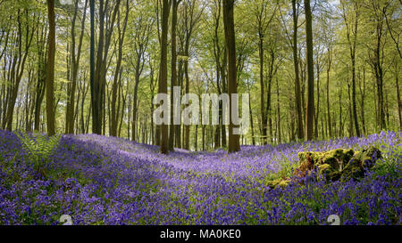Un incavo nel bosco pavimento coperto con bluebells guardando verso il faggio con fresche foglie verdi, su un luminoso mattina di primavera in Foto Stock