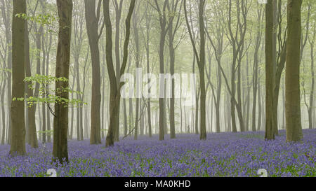 Riempito di nebbia al bosco di faggio tappezzato di bluebells. Foto Stock