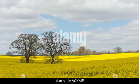 Una tipica scena di campagna inglese e su un luminoso giorno di primavera, due alberi di quercia nel mezzo di un giallo campo di colza sotto il cielo blu con soffici Foto Stock