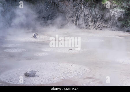 Nuova Zelanda WAI-o-tapu thermal wonderland gorgogliamento di ebollizione piscine di fango fango waiotapu pots Rotorua Nuova Zelanda waiotapu Rotorua Nuova Zelanda Foto Stock