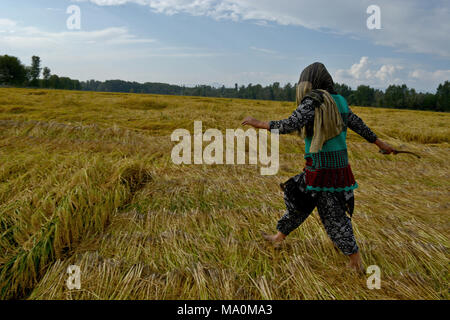 Le donne del Kashmir passeggiate in una risaia durante la mietitura del riso. La vendemmia è effettuata manualmente dagli agricoltori del Kashmir include raccogliendo, stacking, manipolazione, trebbiatura, pulizia e alaggio. La fasatura corretta della vendemmia è buona per la perdita di raccolto e di prevenzione tempestiva raccolta garantisce una elevata qualità della granella e il valore di mercato. Se gli agricoltori andare per l'inizio del raccolto si avrà come risultato la rottura di grano durante la fresatura. Foto Stock