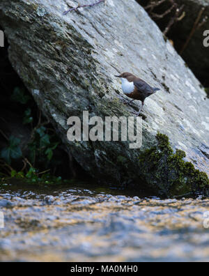 Unione bilanciere su Est Lyn fiume nel Devon, Regno Unito Foto Stock