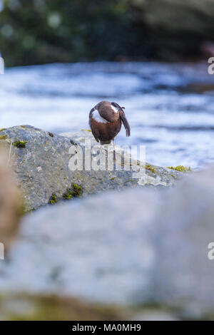 Europeo preening del bilanciere Foto Stock