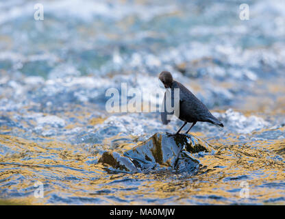 Europeo preening del bilanciere Foto Stock