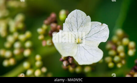 Una ripresa macro di un bianco climbing hydrangea bract. Foto Stock