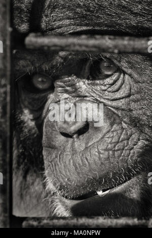 Uno scimpanzé con un aspetto triste Foto Stock