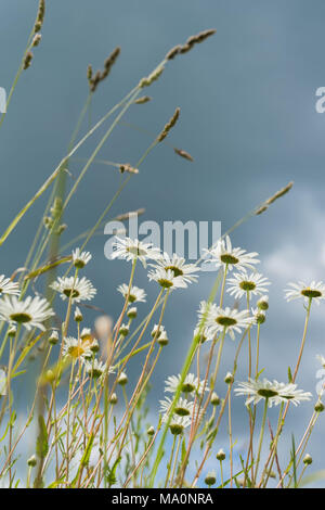 Estate giorno piovoso. Bella bianco margherite nel vento. Guardando attraverso i fiori nel cielo blu scuro con le nubi dal basso verso l'alto. Concetto di stagioni, ecologia, green planet Foto Stock