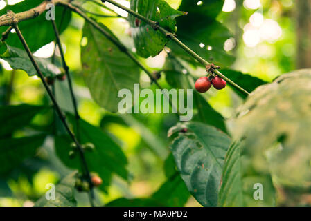 I chicchi di caffè sul ramo e con foglie verdi in un clima tropicale. Foto Stock