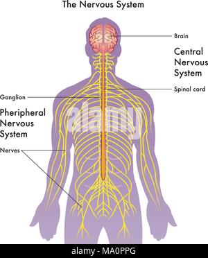 Vettore Illustrazione medica del sistema nervoso su sfondo bianco Illustrazione Vettoriale