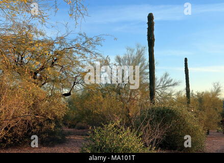 Un paesaggio desertico al Papago Park di Phoenix, Arizona Foto Stock