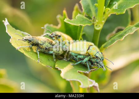 Quattro Hypomeces squamosus (verde curculione), giallo verdolino insetto su albero di limone Foto Stock