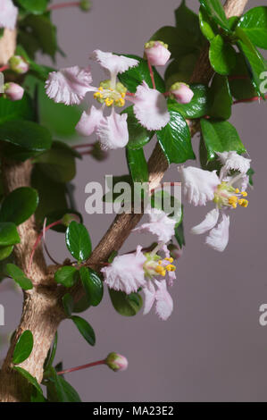 Barbados cherry (Malpighia oxycocca) fiori, closeup shot, sfondo grigio, messa a fuoco locale Foto Stock