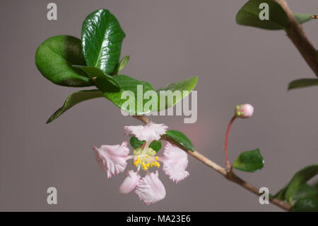 Barbados cherry (Malpighia oxycocca) fiori, closeup shot, sfondo grigio, messa a fuoco locale Foto Stock