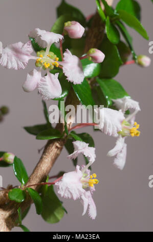 Barbados cherry (Malpighia oxycocca) fiori, closeup shot, sfondo grigio, messa a fuoco locale Foto Stock