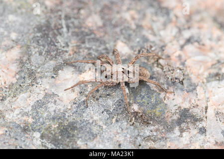 Fox gigante spider Foto Stock