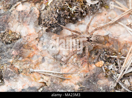 Fox gigante spider Foto Stock