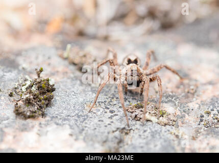 Fox gigante spider Foto Stock