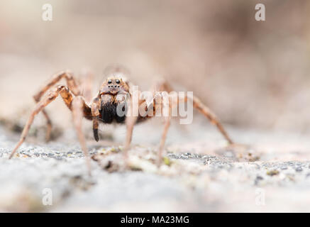 Fox gigante spider Foto Stock