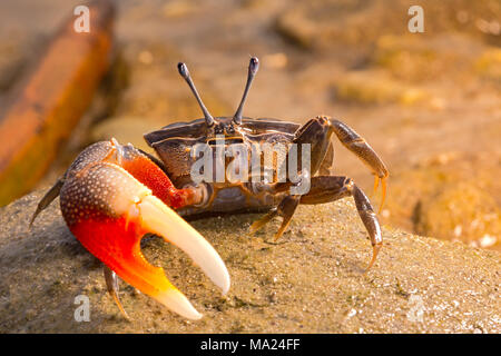 Un fiddler crab, Uca sp, sull'isola di Yap, Micronesia. Foto Stock