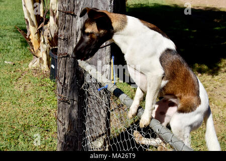 Cane, dai capelli lisci FOXY Foto Stock