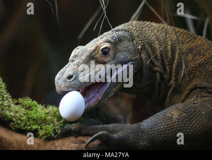 Ganas il drago di Komodo pollo, anatra e uova di quaglia Pasqua tratta allo Zoo di Londra a Londra. Foto Stock