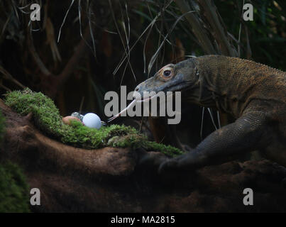 Ganas il drago di Komodo pollo, anatra e uova di quaglia Pasqua tratta allo Zoo di Londra a Londra. Foto Stock