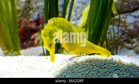 Seahorse nuotare in acqua in oceano, scuba diving, snorkeling, giallo cavalluccio Foto Stock