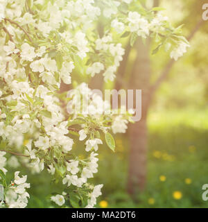 Floral Background a molla con molla Apple fiori, foglie verdi e il sole di mattina la luce. Fiori di primavera sullo sfondo Foto Stock