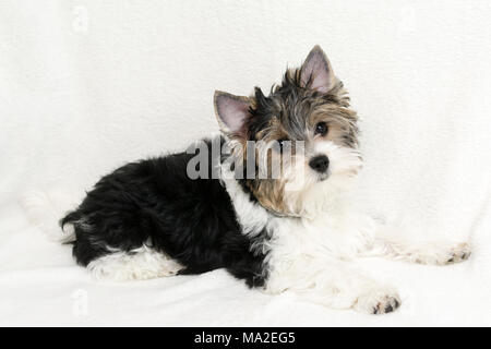 Studio shot di un simpatico Biewer Yorkshire Terrier cucciolo sdraiato sul pelo bianco sullo sfondo Foto Stock