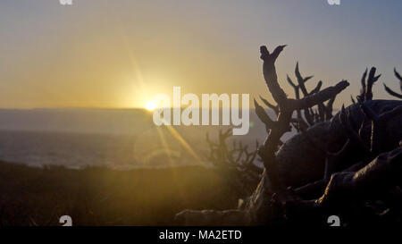 Sunrise dietro di cactus, cactus di fronte sunrise, sole arriva fino al di sopra delle nuvole e del paesaggio, sunrise nella parte anteriore delle piante Foto Stock