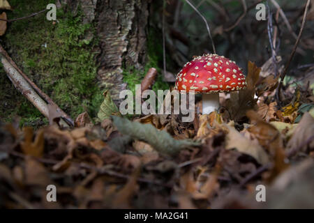 Fly Agaric toadstool in foglie di autunno Foto Stock