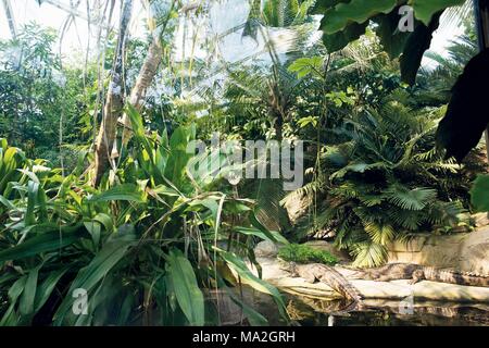 Coccodrilli prendere il sole in Zoo di Lipsia Foto Stock