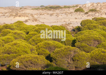 Stabilimento di dune nel Parco Nazionale di Doñana beach, Matalascañas, Almonte, Huelva, Andalusia, Spagna. Foto Stock