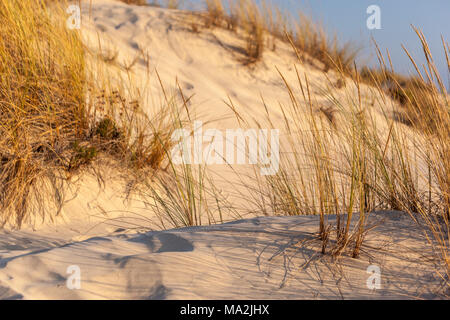 Stabilimento di dune nel Parco Nazionale di Doñana beach, Matalascañas, Almonte, Huelva, Andalusia, Spagna. Foto Stock