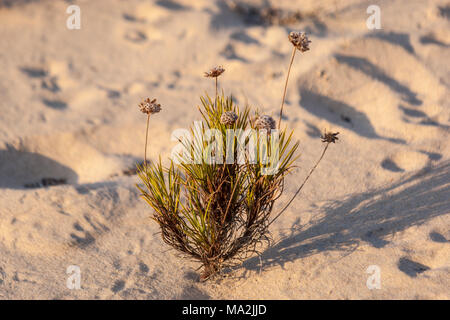 Stabilimento di dune nel Parco Nazionale di Doñana beach, Matalascañas, Almonte, Huelva, Andalusia, Spagna. Foto Stock