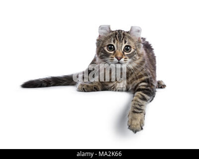 Black tortie tabby American Curl cat / gattino che stabilisce con zampa sopra il bordo cercando modi laterali isolati su sfondo bianco Foto Stock