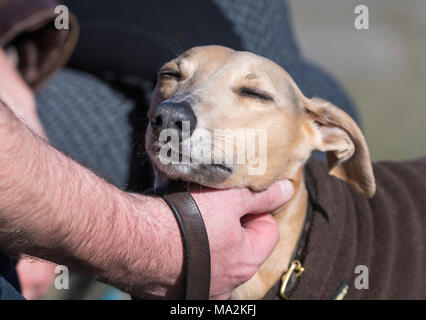 Il whippet cane petted dal proprietario di graffiare la sua testa. Come accarezzare un cane. Il concetto di amore. Foto Stock