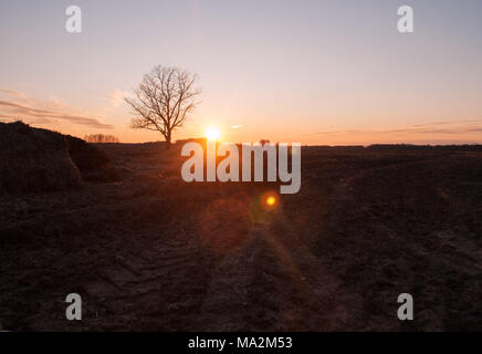 Impronte sulla terra dal trattore, lonely tree silhouette sul campo aperto, tramonto sullo sfondo del paesaggio Foto Stock