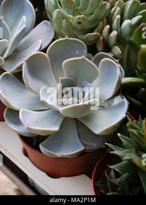 Echeveria lilacina succulenta close up Foto Stock