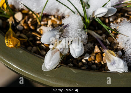 Crocus fiori emergente dalla neve come la luce del sole si fonde al suo allontanamento Foto Stock