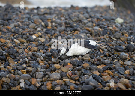 Guillemot (Uria aalge) Foto Stock