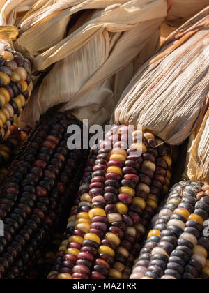 Verticale fino in prossimità di un mazzetto di dark multi colore mais Indiano Foto Stock