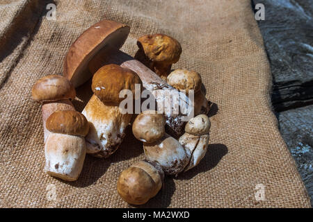 Cumulo di funghi freschi (Boletus edulis) su tela beige nella soleggiata giornata estiva. Per un buon raccolto. Foto Stock