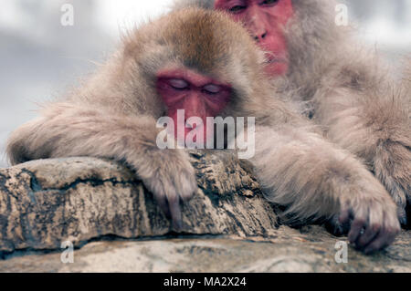 Macaque giapponese o neve giapponese monkey (Macaca fuscata) dormire,Giappone Foto Stock