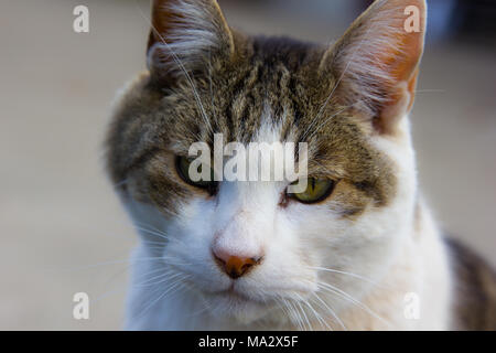 Close up di maschio adulto tabby con gli occhi verdi e baffi gigante Foto Stock