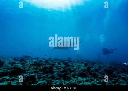 Giant manta ray, Manta birostris, nuota su Coral reef come subacquei e fotografo watch Foto Stock