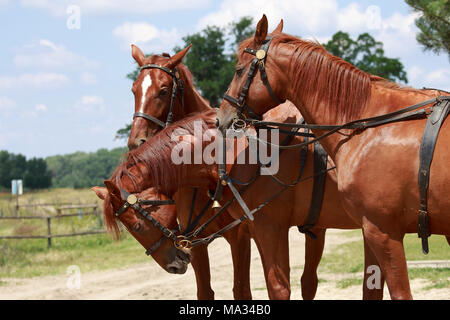 Equitazione a Bugac, Ungheria, grande pianura, Hortobágy Foto Stock