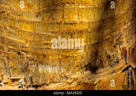 Sfondo della corteccia di un albero di palma. Close-up di frammenti di corteccia di un albero in un caotico disegno astratto. Nella categoria di background creativo di e Foto Stock