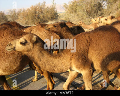 Allevamento di cammelli nel deserto della Giudea. Foto Stock